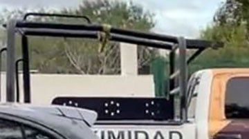 Tigre escapa de zoológico