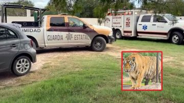 Tigre escapa de zoológico