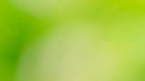 Un hombre en EE.UU. dio positivo a tres virus transmitidos por mosquitos