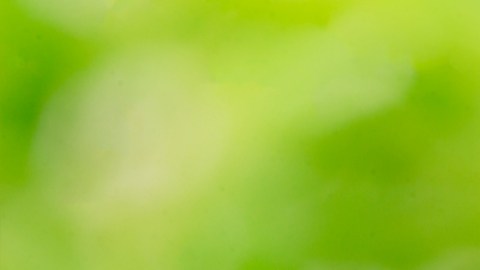 Un hombre en EE.UU. dio positivo a tres virus transmitidos por mosquitos