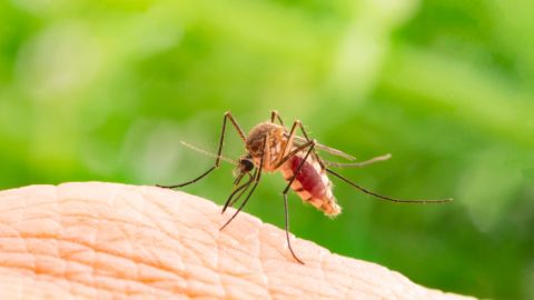 Un hombre en EE.UU. dio positivo a tres virus transmitidos por mosquitos