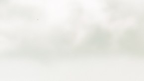 Los animales pueden ser guías espirituales.