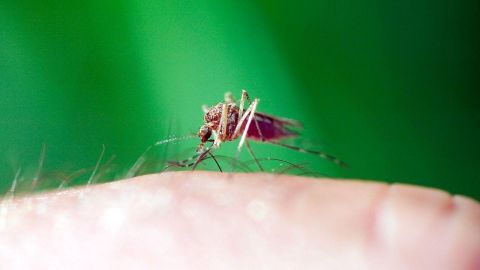 Las personas que voluntariamente se dejan infectar con virus y bacterias (y las dudas éticas que despierta esta práctica)