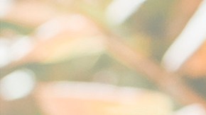 El otoño llega el 22 de septiembre con un profundo significado espiritual.