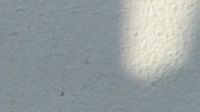 La planta de la serpiente también es conocida como lengua de suegra.