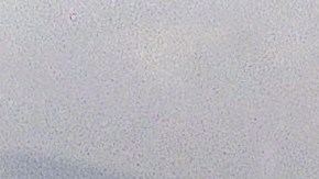 La Corte Suprema autorizó al gobierno en 1992 a repatriar a más de 12,000 refugiados haitianos detenidos en la Base Naval de EE.UU. en Guantánamo.