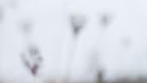 Rastreador Tractive GPS