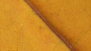 El 25 de octubre se celebran distintos santos.