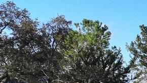 Florida en estado de emergencia por llegada de Milton