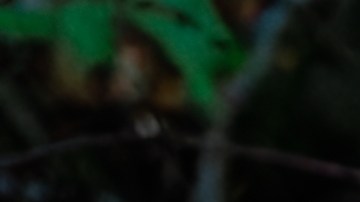 Alaska es el hogar de osos negros y osos polares, pero los osos pardos son los más comunes en el estado.