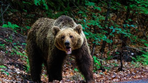 Alaska es el hogar de osos negros y osos polares, pero los osos pardos son los más comunes en el estado.
