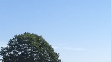 Un océano de flores se asoma en el condado de Ventura.