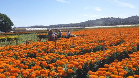 Un océano de flores se asoma en el condado de Ventura.