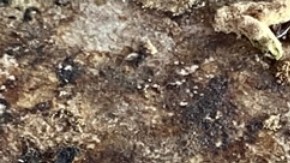 Covid-19: científicos descubren que ahora los chimpancés interactúan con heces de murciélagos