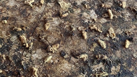 Covid-19: científicos descubren que ahora los chimpancés interactúan con heces de murciélagos