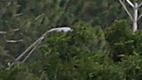 No se reportaron heridos entre los 261 pasajeros y los nueve miembros de la tripulación de Delta Airlines.