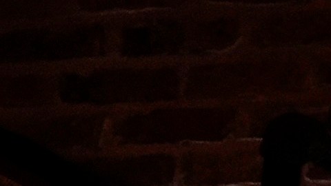 FILE - Viewers cheer as they watch a debate between Democratic presidential nominee Vice President Kamala Harris and Republican presidential nominee former President Donald Trump at the Angry Elephant Bar and Grill, Sept. 10, 2024, in San Antonio. (AP Photo/Eric Gay, File)