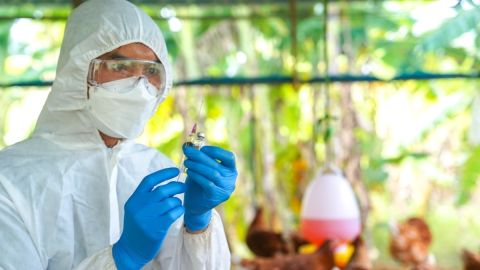 EE.UU. investiga posible transmisión de gripe aviar entre humanos