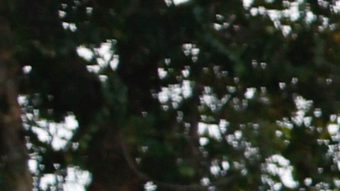 Joven de Florida arrestado por amenazar con machete a mujeres en centro de votación