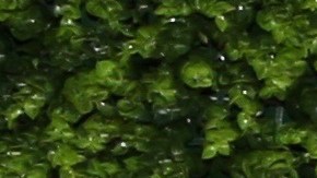 Elizabeth Gutiérrez