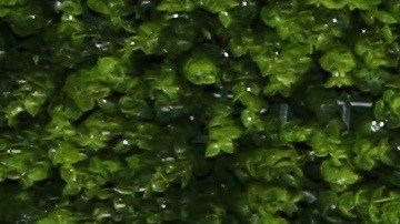 Elizabeth Gutiérrez