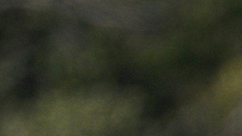 Tras pasos de huracanes en Florida, aumentan casos de bacterias carnívoras