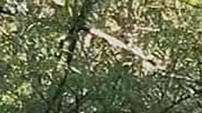 Gustavo Alarcón Herrera