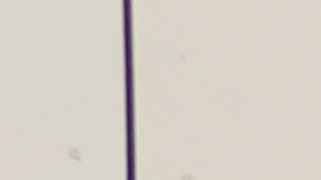 Los simpatizantes de la Medida A se muestran optimistas.