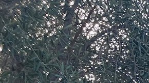 El nuevo tS no trae Moonroof.