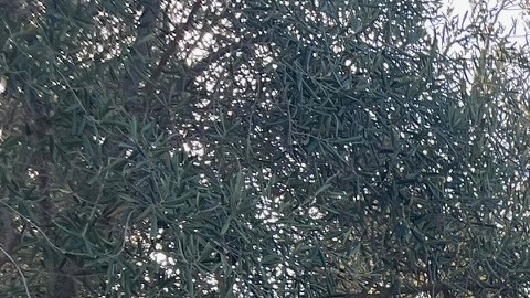 El nuevo tS no trae Moonroof.