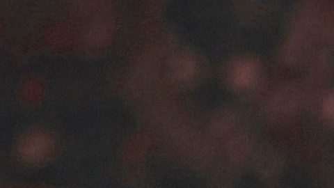 Los Xolos revivieron con el entrenador colombiano.