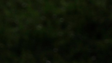 Collin Morikawa walks to the 18th tee during the second round of the Workday Charity Open golf tournament, Friday, July 10, 2020, in Dublin, Ohio. (AP Photo/Darron Cummings)
