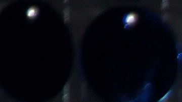 Liam Payne hijo Bear