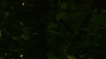 La mujer fue localizada viva, pero con hipotermia, por las autoridades de Maine.