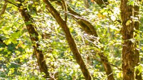 Nissan Frontier Trailgater, la camioneta para las aventuras