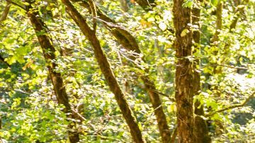 Nissan Frontier Trailgater, la camioneta para las aventuras