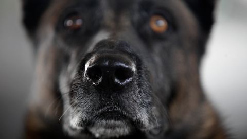 In this Oct. 20, 2010 picture, a dog trained to locate drugs looks on at the port of entry along the US-Mexico border in Calexico, Calif. (AP Photo/Gregory Bull)