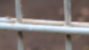 Los pitbull fueron llevados a un refugio.