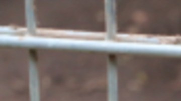 Los pitbull fueron llevados a un refugio.