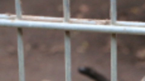 Los pitbull fueron llevados a un refugio.