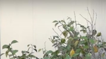 El fiscal Rob Bonta (c) anuncia la demanda.