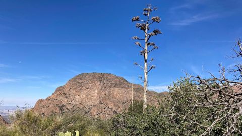 La víctima fue localizada a lo largo del accidentado sendero Marufo Vega, del parque nacional Big Bend en Texas.