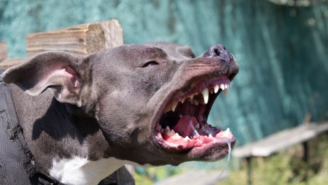 La niñera dejó a los niños solos con sus cuatro perros bullying americanos XL en su casa en Texas.