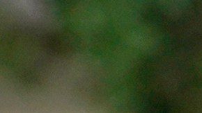 Investigan la quema y el robo de papeletas electorales en Arizona y Florida