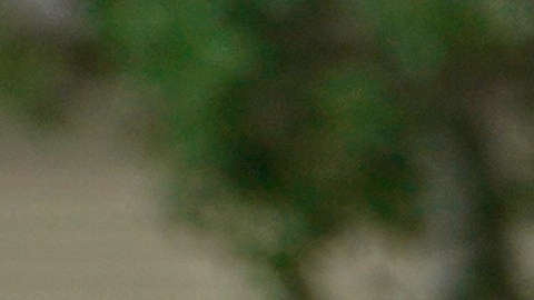 Investigan la quema y el robo de papeletas electorales en Arizona y Florida