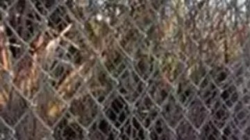 La Reina de la Salsa recogió tierra de Cuba a través de la valla de la base de Guantánamo.