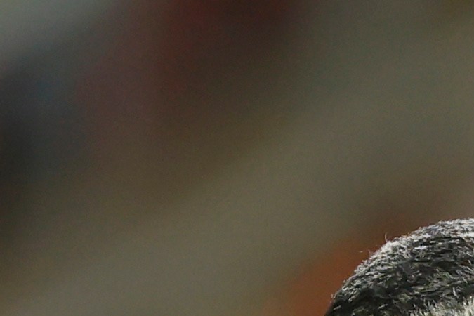 MEX2181. GUADALAJARA (MÉXICO),15/10/2024.- Germán Berterame (i) de México disputa el balón con Miles Gordon Robinson de Estados Unidos, este martes durante un partido amistoso en el Estadio Akron, en Guadalajara (México). EFE/ Francisco Guasco