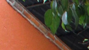 Gala Montes