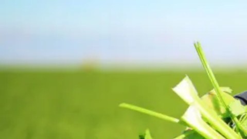 Los mexicanos son clave para la agricultura en California.