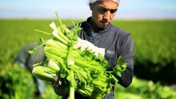Los mexicanos son clave para la agricultura en California.